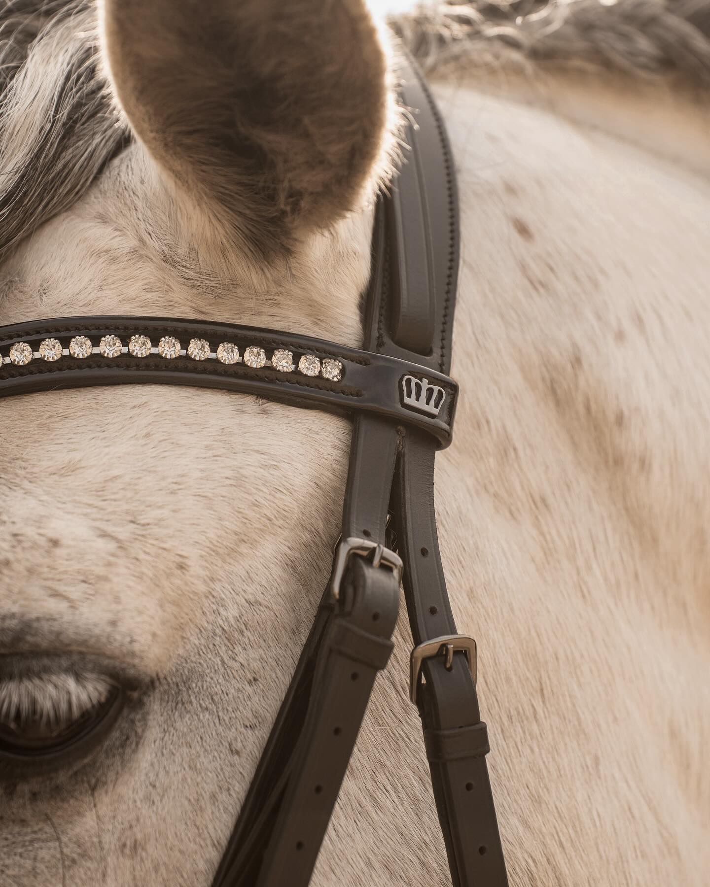 Kingsley Snaffle Bridle