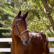 Galway Bridle - Wide Silver Clincher Jumper Bridle
