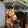 Catalonia Metallic Bronze Black Leather Halter