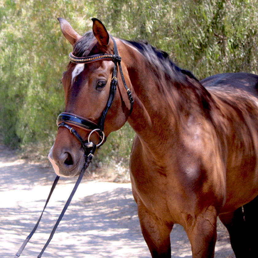 The Palermo Black Patent Leather Snaffle with Brown Padding